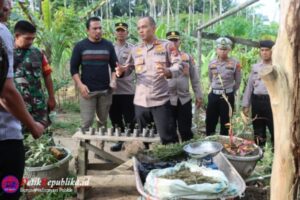 Ratusan Batang Tanaman Ganja Ditemukan di Kebun Warga