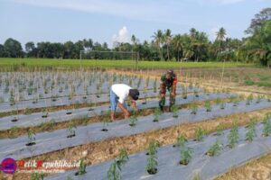 Wujudkan Hasil yang Maksimal, Babinsa Koramil 17/Idi Tunong Dampingi Petani Cabai
