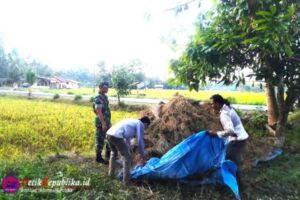 Bantu Petani Panen Padi, Serma Bobi JD Babinsa Koramil 17/Idi Tunong Terjun Ke Sawah