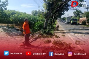 Respon Informasi Masyarakat, Kepala BPDB Lamtim Pangkas Pohon Rindang