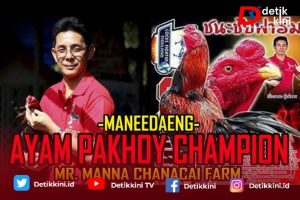 Menilik Ayam Pakoy Legend Dari Negeri Gajah Putih