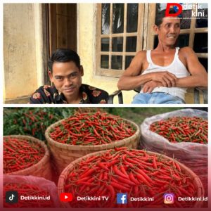 Harga Cabai Anjlok, Petani Metro Kibang Minta Perhatian Pemda