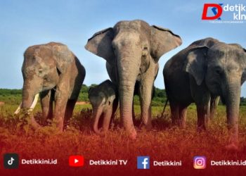Banpres Rp839 Miliar untuk Taman Nasional Way Kambas, Solusi Konflik Gajah dan Warga