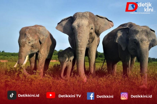 Banpres Rp839 Miliar untuk Taman Nasional Way Kambas, Solusi Konflik Gajah dan Warga