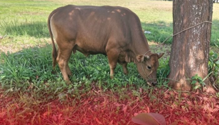 Pererat Sinergi dengan Insan Pers, Pemkab Lampung Timur Serahkan Sapi Kurban