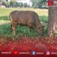 Pererat Sinergi dengan Insan Pers, Pemkab Lampung Timur Serahkan Sapi Kurban