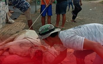 PT Sarana Global Quarry Tebar Kepedulian Lewat Kurban untuk Warga Banjar Agung
