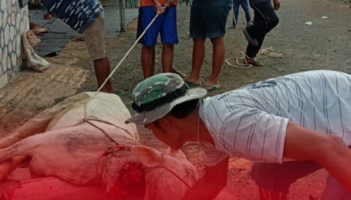 PT Sarana Global Quarry Tebar Kepedulian Lewat Kurban untuk Warga Banjar Agung
